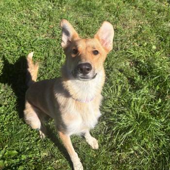 Susie -  Shepherd and Cattle Dog Dog for Adoption in West Des Moines, Iowa - Susie | PetCurious