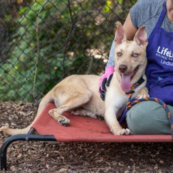 Marquess -  Mixed Breed Dog for Adoption in Chamblee, Georgia - Marquess | PetCurious