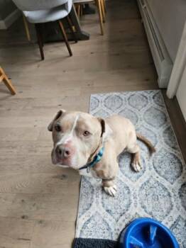 Moose -  Pit Bull Terrier Dog for Adoption in Catasauqua, Pennsylvania - Moose | PetCurious
