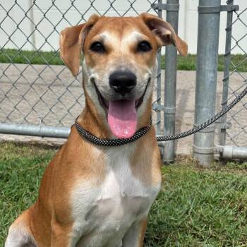 Cherry Blossom -  Labrador Retriever and Mixed Breed Dog for Adoption in League City, Texas - Cherry Blossom | PetCurious