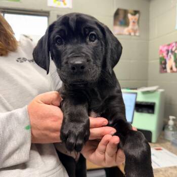 Black Labrador Retriever and Rottweiler Dogs Available for Adoption in Eastford, Connecticut - CT Carma | PetCurious