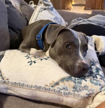 Foster to Adopt Violet -  Mixed Breed and Pit Bull Terrier Dog for Adoption in Oswego, Illinois - Foster To Adopt Violet | PetCurious