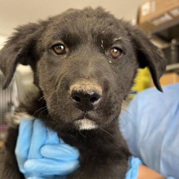 Mixed Breed Dogs Available for Adoption in Moab, Utah - Scrat | PetCurious