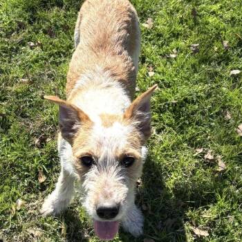 Lilly -  Terrier and Mixed Breed Dog for Adoption in Anderson, Texas - Lilly | PetCurious