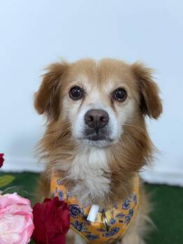 Cocker Spaniel and Cavalier King Charles Spaniel Dogs Available for Adoption in Carlsbad, California - Antonio Pawderas-One Of Our Amazing Rescue Dogs | PetCurious