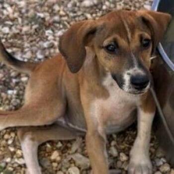 Belladonna -  Hound Dog for Adoption in Calverton, New York - Belladonna | PetCurious