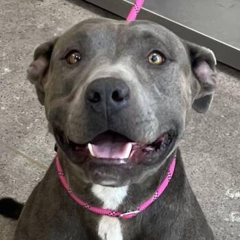 111501 -  Mixed Breed Dog for Adoption in Las Cruces, New Mexico - 111501 | PetCurious