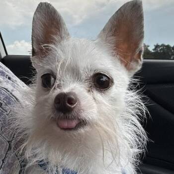 Little Bit -  Chihuahua Dog for Adoption in Irmo, South Carolina - Little Bit | PetCurious