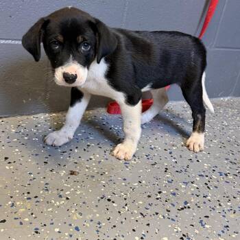 Ashton -  Labrador Retriever and Pit Bull Terrier Dog for Adoption in Tuscaloosa, Alabama - Ashton | PetCurious