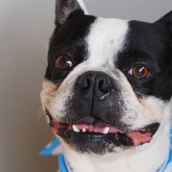 Pico De Gallo -  Boston Terrier Dog for Adoption in Buena Vista, Colorado - Pico De Gallo | PetCurious