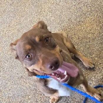 Chapo -  Dachshund Dog for Adoption in Carlin, Nevada - Chapo | PetCurious