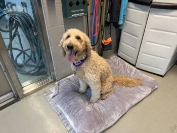 Kay Kay -  Mixed Breed Dog for Adoption - Kay Kay | PetCurious