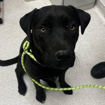 Elmer -  Mixed Breed Dog for Adoption in Murray, Utah - Elmer | PetCurious