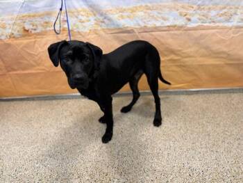 MACAROON -  Labrador Retriever and Mixed Breed Dog for Adoption in Doral, Florida - MACAROON | PetCurious