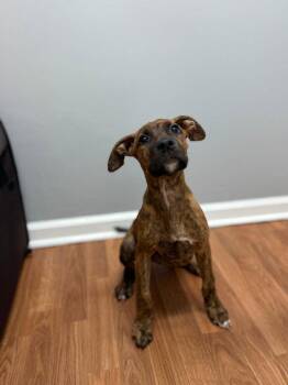 Athena -  Terrier and Hound Dog for Adoption in Lovingston, Virginia - Athena | PetCurious