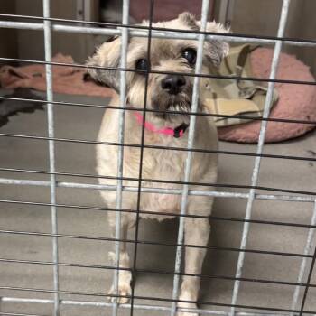 Gabby -  Havanese Dog for Adoption in Briarcliff Manor, New York - Gabby | PetCurious
