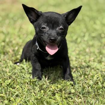 LYRIC -  Chihuahua Dog for Adoption in West Palm Beach, Florida - LYRIC | PetCurious