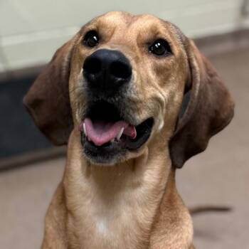 Leia (North Carolina) -  Hound Dog for Adoption in Bothell, Washington - Leia (North Carolina) | PetCurious