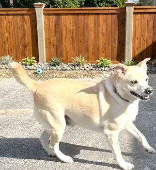 **BLANCO** -  Labrador Retriever and Beagle Dog for Adoption in North Prairie, Wisconsin - **BLANCO** | PetCurious