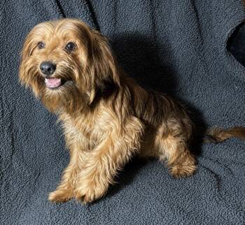 Scruffy -  Mixed Breed Dog for Adoption in Pelham, New Hampshire - Scruffy | PetCurious