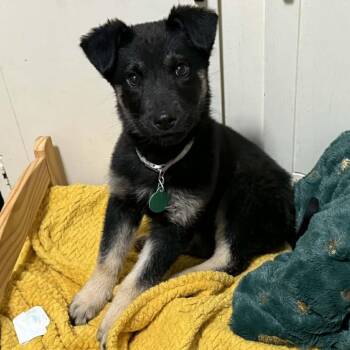 Mixed Breed Dogs Available for Adoption - Wilbur | PetCurious