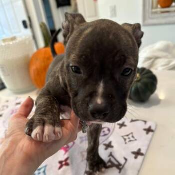 Mixed Breed Dogs Available for Adoption - Steven | PetCurious