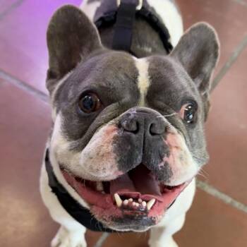 French Bulldog Dogs Available for Adoption - Fuerte A2262039 | PetCurious