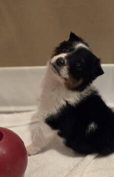 Bernese Mountain Dog and Border Collie Dogs Available for Adoption - Kirby | PetCurious