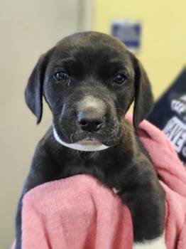 Rescue Australian Cattle Dog Blue Heeler and Shepherd Dogs for Adoption in Rockwall, Texas - Found Stray: Tucker | PetCurious