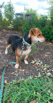 Mabel -  Beagle Dog for Adoption in VERNON ROCKVL, Connecticut - Mabel | PetCurious