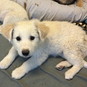 Mixed Breed Dogs Available for Adoption in Flagstaff, Arizona - Lavender | PetCurious