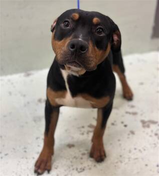 DUCKY -  Staffordshire Bull Terrier and Mixed Breed Dog for Adoption in Houston, Texas - DUCKY | PetCurious