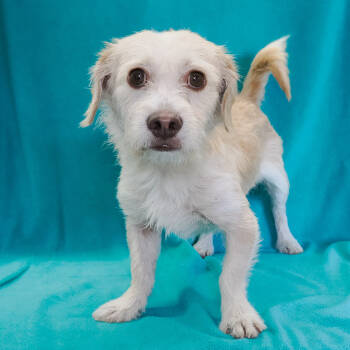 Rescue Terrier and Mixed Breed Dogs for Adoption in Richmond, California - CASPER | PetCurious