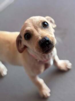 A255375 -  Labrador Retriever and Mixed Breed Dog for Adoption in Visalia, California - A255375 | PetCurious