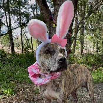 Mountain Cur and Mixed Breed Dogs Available for Adoption - Inara | PetCurious