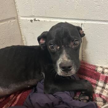 Mike Wazowski -  Boxer and Mixed Breed Dog for Adoption in Enterprise, Alabama - Mike Wazowski | PetCurious