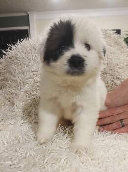 Great Pyrenees and Anatolian Shepherd Dogs Available for Adoption in Holly Springs, North Carolina - Olaf - Disney Litter | PetCurious
