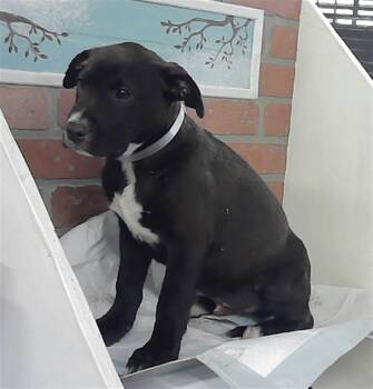 Staffordshire Bull Terrier and Mixed Breed Dogs Available for Adoption in Houston, Texas - A2070563 | PetCurious