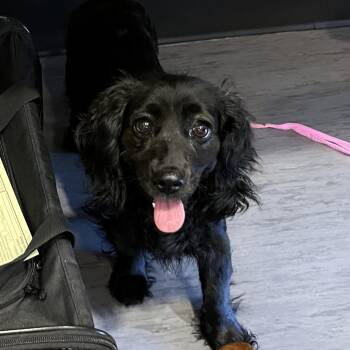Raye -  Spaniel Dog for Adoption in Palm Springs, California - Raye | PetCurious
