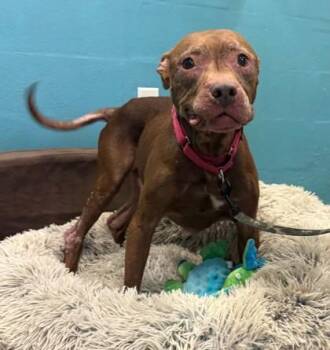 Rescue Mixed Breed Dogs for Adoption in Fernandina Beach, Florida - NASH | PetCurious