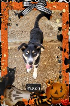 Rescue Husky and Australian Shepherd Dogs for Adoption in Granbury, Texas - Glacy | PetCurious