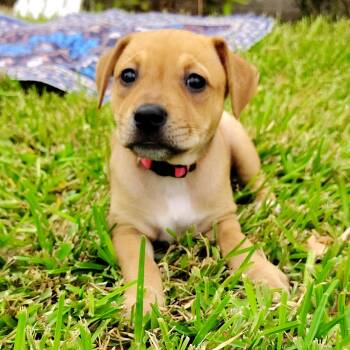 Labrador Retriever and Terrier Dogs Available for Adoption in Corpus Christi, Texas - Bloom | PetCurious