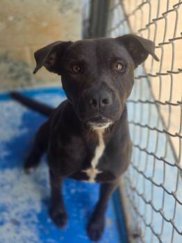 Flower -  Mixed Breed Dog for Adoption in Danielsville, Georgia - Flower | PetCurious