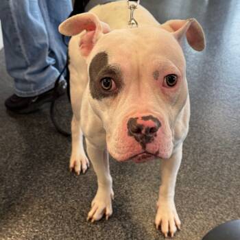 Rescue Mixed Breed Dogs for Adoption in Allentown, Pennsylvania - Asle | PetCurious