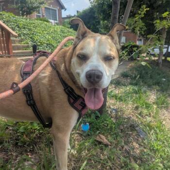 Rylie -  Husky and German Shepherd Dog Dog for Adoption in St. Louis, Missouri - Rylie | PetCurious