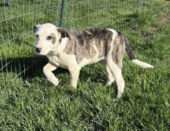 Terrier and Australian Shepherd Dogs Available for Adoption in South Bend, Indiana - Colston | PetCurious