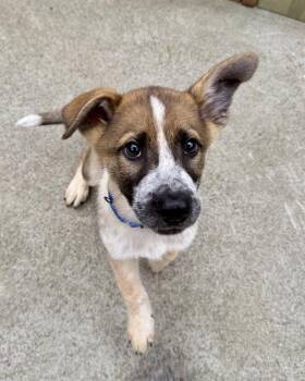 Australian Cattle Dog Blue Heeler and Mixed Breed Dogs Available for Adoption in Boston, Massachusetts - GERTRUDE | PetCurious