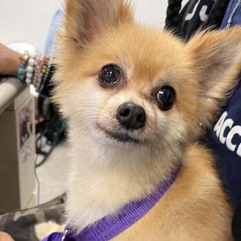 Prim -  Mixed Breed Dog for Adoption in Philadelphia, Pennsylvania - Prim | PetCurious