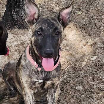 Rescue German Shepherd Dog and Pit Bull Terrier Dogs for Adoption in Austin, Texas - Pinky Lou LiW | PetCurious