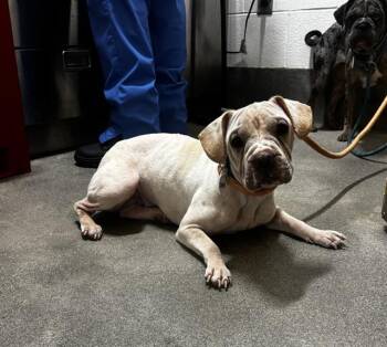 SASHA -  American Bulldog Dog for Adoption - SASHA | PetCurious